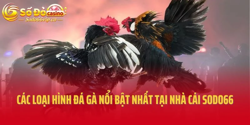 Các loại hình đá gà nổi bật nhất tại nhà cái Sodo66