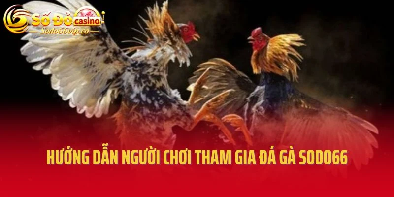 Hướng dẫn người chơi tham gia đá gà Sodo66
