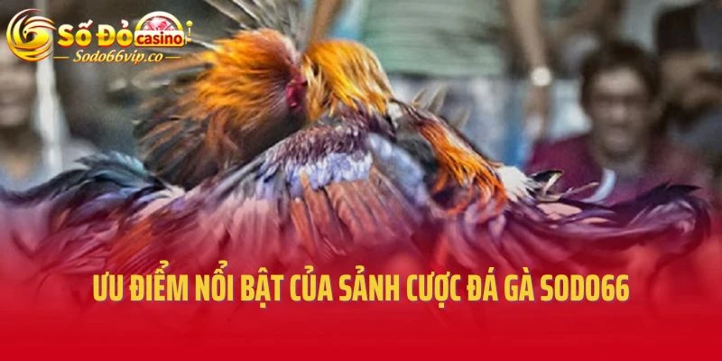 Ưu điểm nổi bật của sảnh cược đá gà Sodo66
