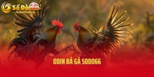 Odin đá gà