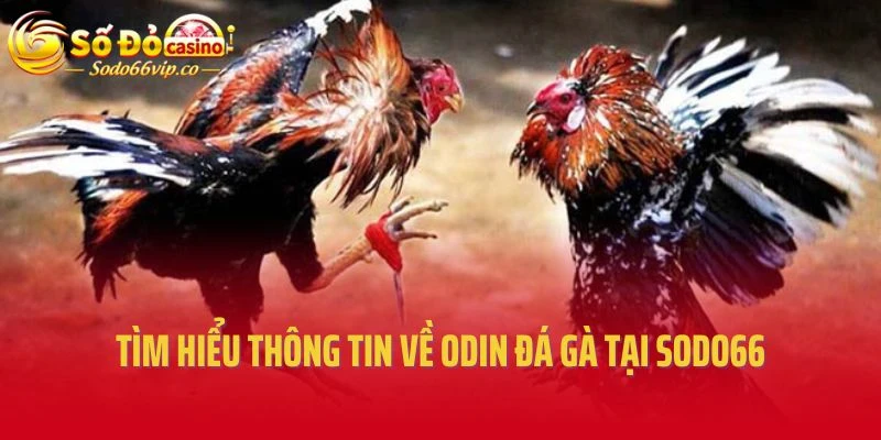 Tìm hiểu thông tin về Odin đá gà tại Sodo66