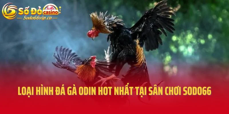 Loại hình đá gà Odin hot nhất tại sân chơi Sodo66