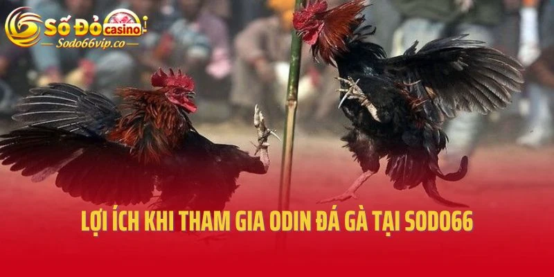 Lợi ích khi tham gia Odin đá gà tại Sodo66