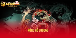 Rồng hổ Sodo66